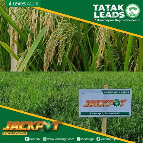 jackpot hybrid rice characteristics|Sa Jackpot, panalo lahat! IEA0 r H QUALITY SEEDS hybrid rice .